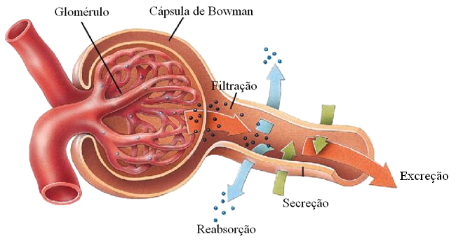 Taxa de Filtração Glomerular